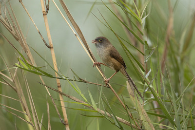jerdon 's babbler, chry和altirostre, Maguri, Beel, 