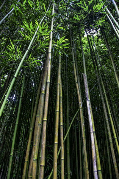 竹林