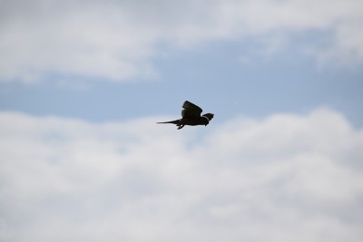Sparrowhawk