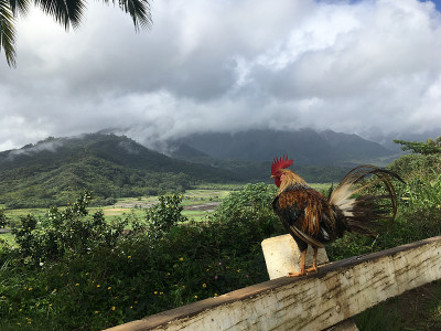 雨中俯瞰哈纳雷山谷的山顶公鸡，夏威夷考艾岛。