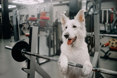 白色牧羊犬准备在体育馆训练