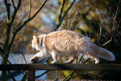 平衡的猫