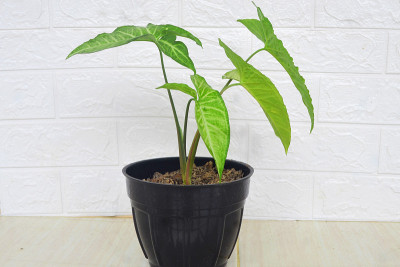 盆栽小芋头植物装饰房子2