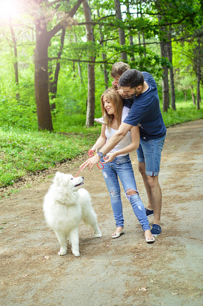 妈妈，爸爸和宝宝在公园里和萨摩耶玩