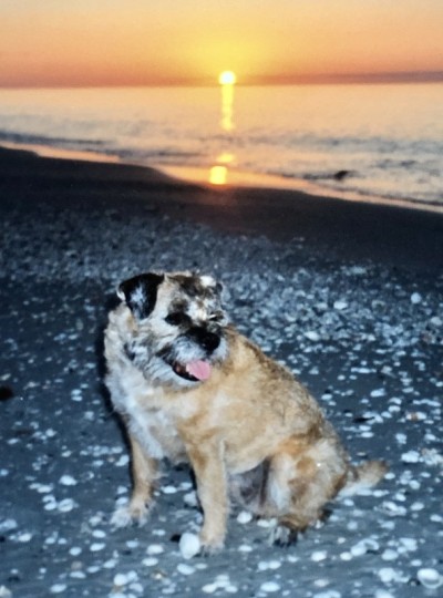 狗海滩