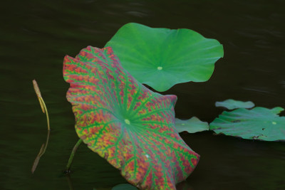 莲花