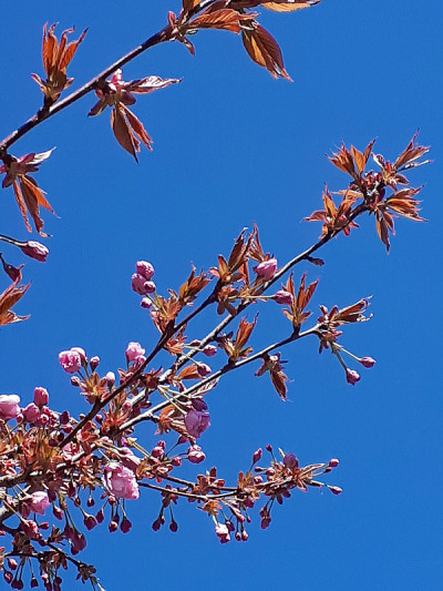 兰开夏郡的樱花