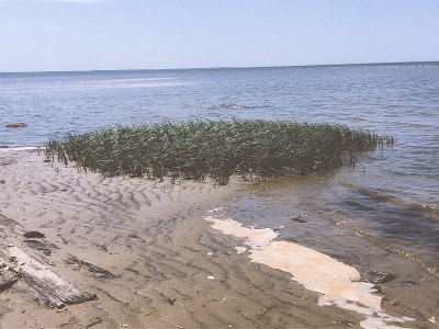 一个伟大的海角:鳕鱼角快照，MA