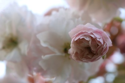 Cherry promise