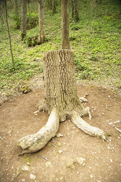 树和腿