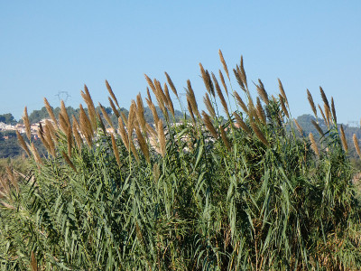 Llobregat河