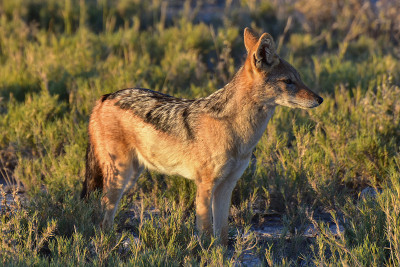 Jackal - Etosha，纳米比亚