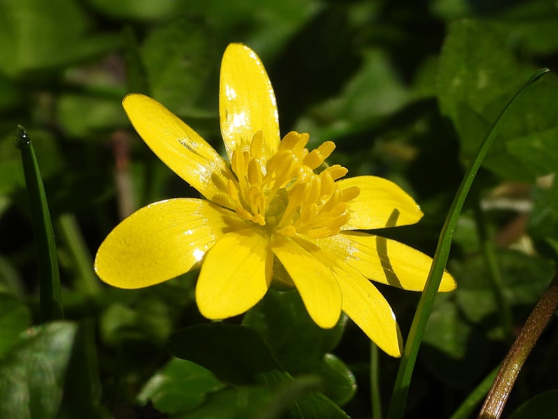 伪舍弃(Ranunculus ficaria) -虚构的舍弃(ficaria verna)