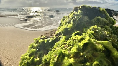 岩石上生长的绿色海藻