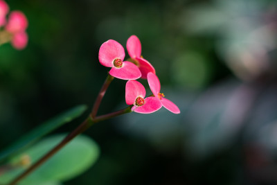 粉红色的小花盛开