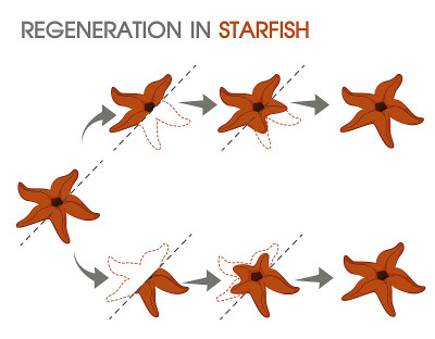 Regenaration海星。