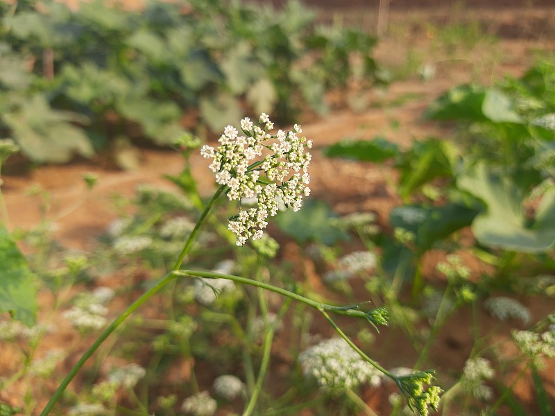 特写镜头ajowan花。