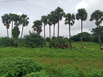 棕榈树，绿色植物，草地，森林公园