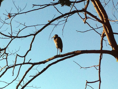 Blue Heron