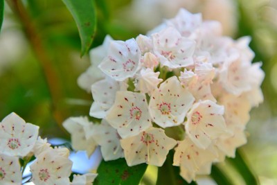 Kalmia latifolia