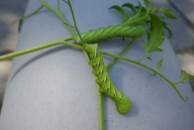 两只大的番茄角虫幼虫在灰色的表面上显示着植物的茎