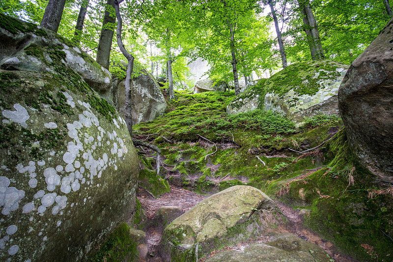 苔藓森林深处。自然背景。
