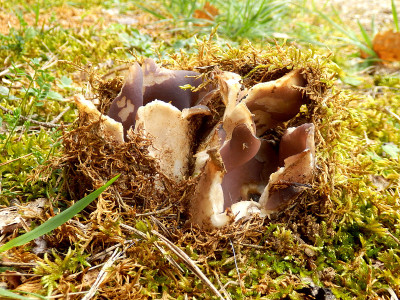 Sarcosphaera coronaria