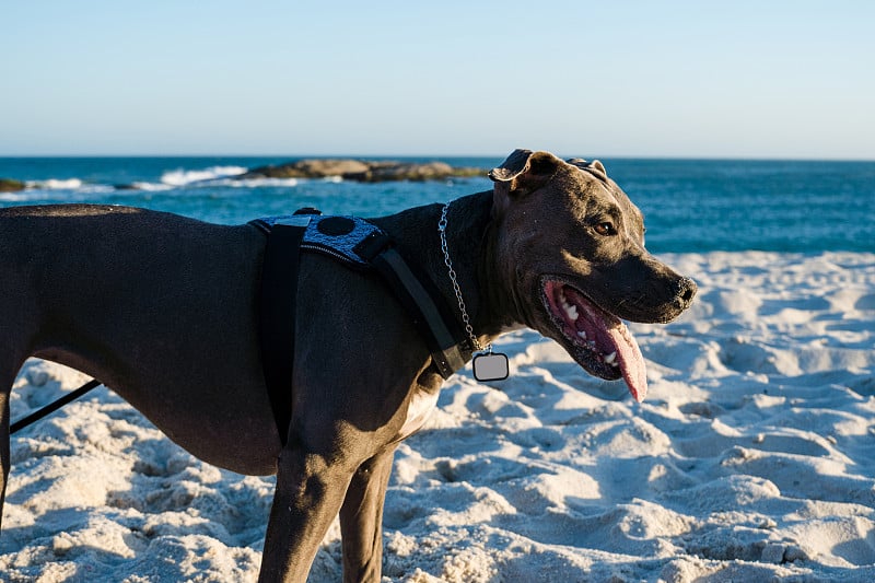 比特犬在日落时在海滩上玩耍。在阳光明媚的日子里享受沙滩和大海