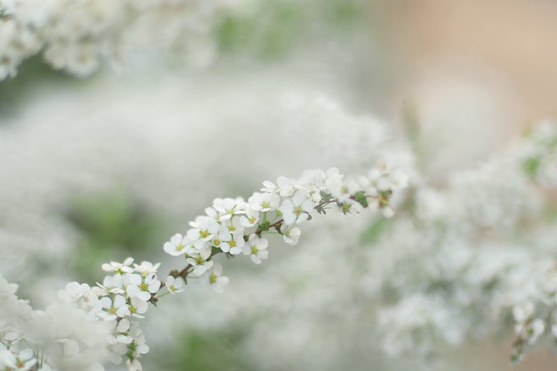 Spiraea thunbergii花