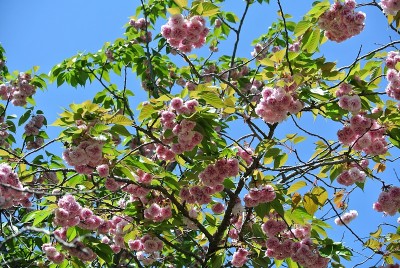 大村公园的樱花