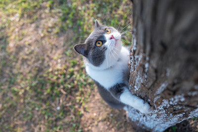 英国短毛猫在公园爬树