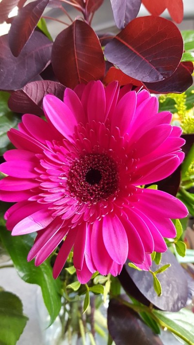 近距离的热粉色非洲菊花