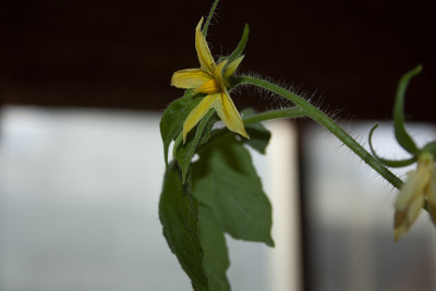 城市果园番茄植株黄花盛开
