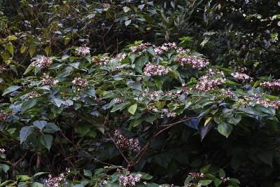 花和浆果。