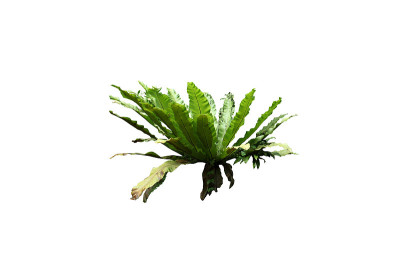 孤立在白色背景上的寄生植物