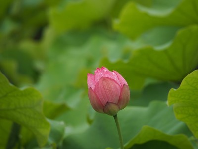 莲花