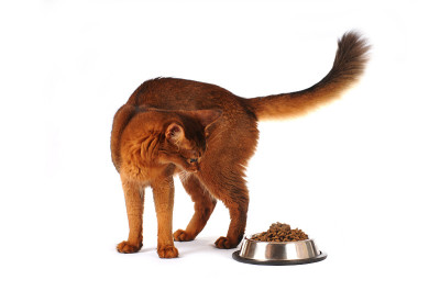 全碗孤立在白色上的索马里猫