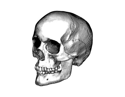 雕刻人类头骨透视插图孤立在白色BG