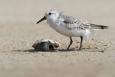 Sanderling (Calidris alba)在海滩，玻利瓦尔半岛，美国德克萨斯州
