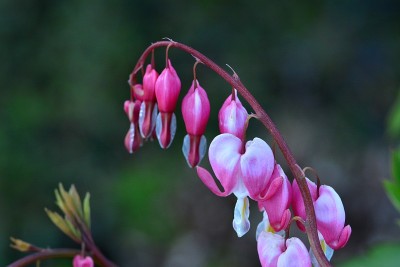 春花群