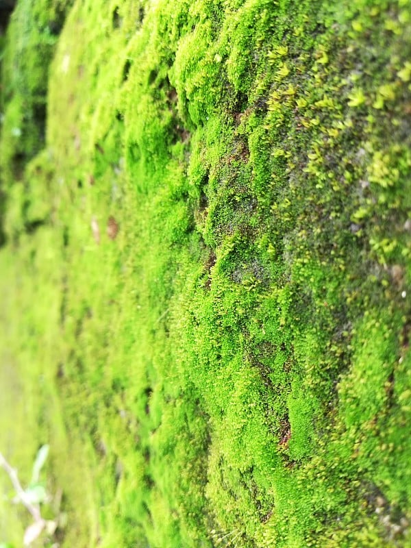 绿藻、绿藻、原生生物、光合藻类。