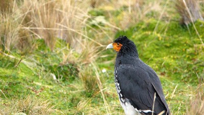Carunculated caracara