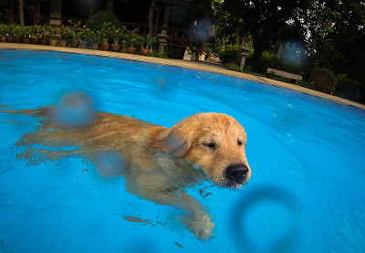 金毛猎犬幼犬在游泳池练习(水下视角)