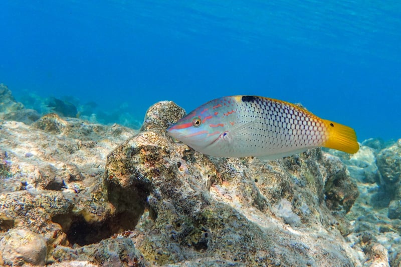 珊瑚鱼，西洋隆头鱼-红海