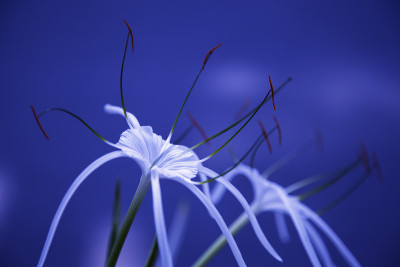 白色花百合蓝色背景新鲜花粉开花