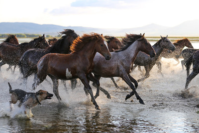 Yilki Horses Running in Water, Kayseri，土耳其