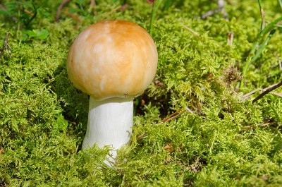 生长在苔藓中的红菇