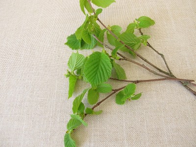 带有榛子嫩叶的榛子树枝