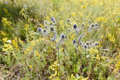 Eryngium campestre花