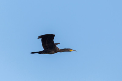 侧视肖像大鸬鹚(phalacrocorax carbo)在飞行